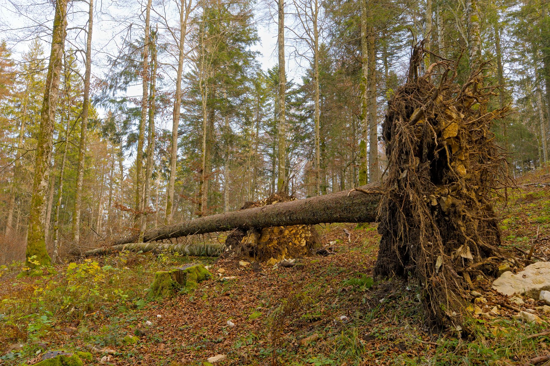 Enlèvement arbre urgence à Roubaix